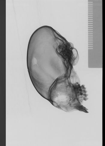 Media type: image;   Mammalogy 19796 Description: lateral;